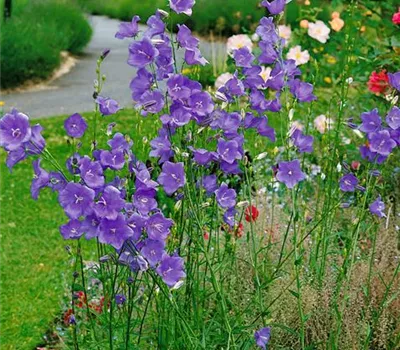 Pfirsichblättrige Glockenblume