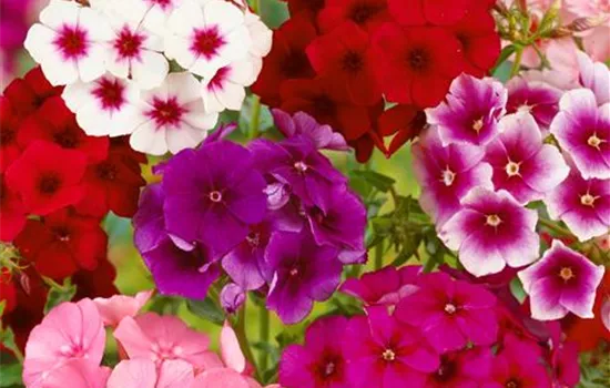 Sommer-Phlox