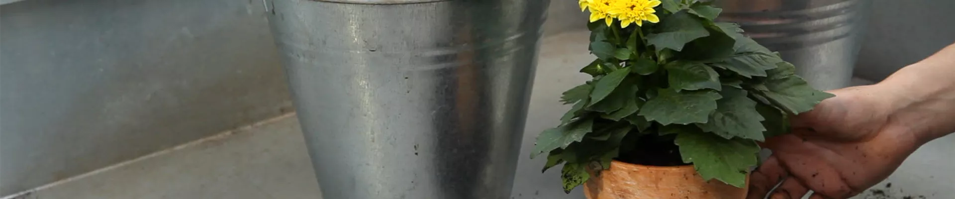Dahlie - Einpflanzen in ein Gefäß (thumbnail).jpg