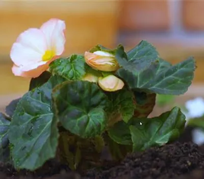 Knollenbegonie - Einpflanzen im Garten