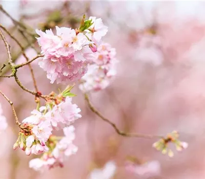 Pflanzen im Frühling – Frühblüher für Kübel, Kasten und Beet
