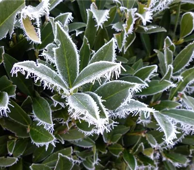 Pflanzenschutz im Winter - der Kälte den Kampf ansagen