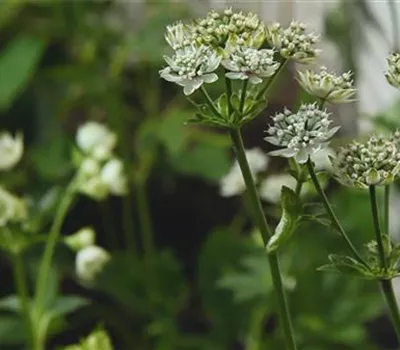 Sterndolde - Einpflanzen im Garten