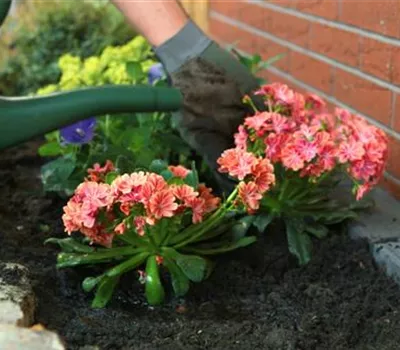 Gewöhnliche Bitterwurz - Einpflanzen im Garten