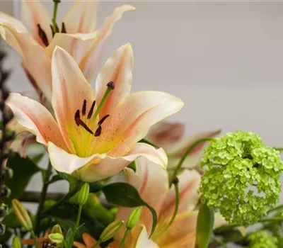 Lilien – Königinnen im Garten