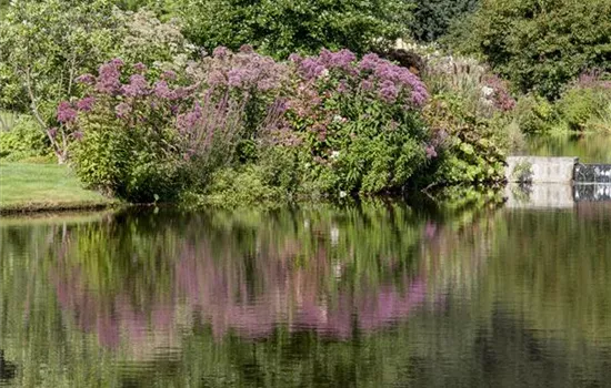 Natürliche Algenbekämpfung im Teich