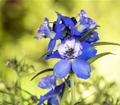 Blumenbeete in Blau und Violett