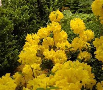 Die Sonne geht auf – Blumenbeet in Gelb und Orange