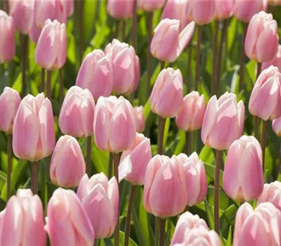 Triumph-Tulpen pflanzen – Farbenspiel im Blumenbeet