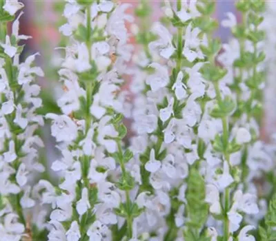 Steppensalbei - Einpflanzen im Garten