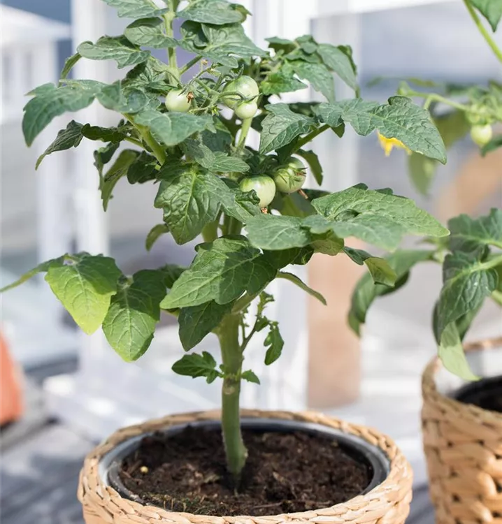 Balkontomate 'Primabell'®