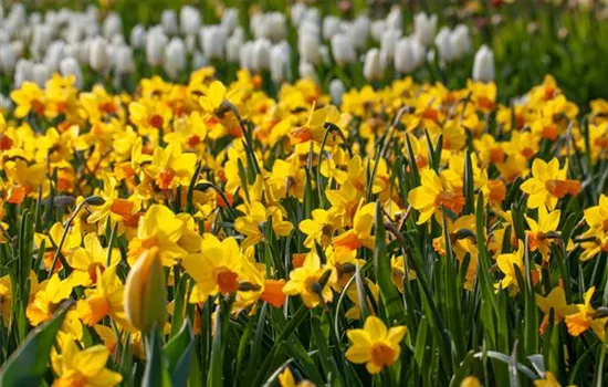 Alpenveilchen pflanzen und bunte Blüten bewundern