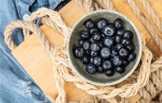 Heidelbeeren als leckerer Snack für Naschkatzen