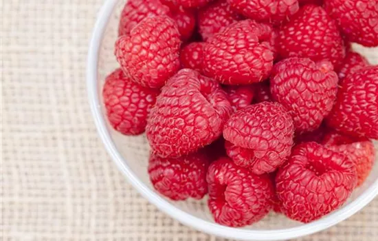 Himbeeren als leckerer Snack für Balkon und Garten