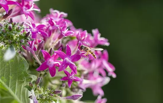 So funktioniert der Pflanzenschutz im Naturgarten