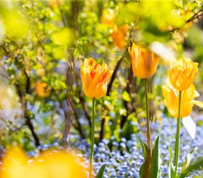 Gartenarbeit im Frühjahr für ein strahlendes Gartenjahr