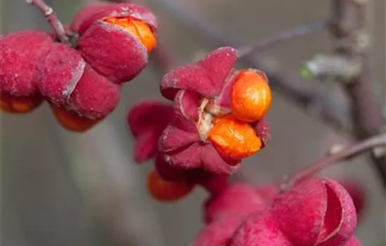 Euonymus