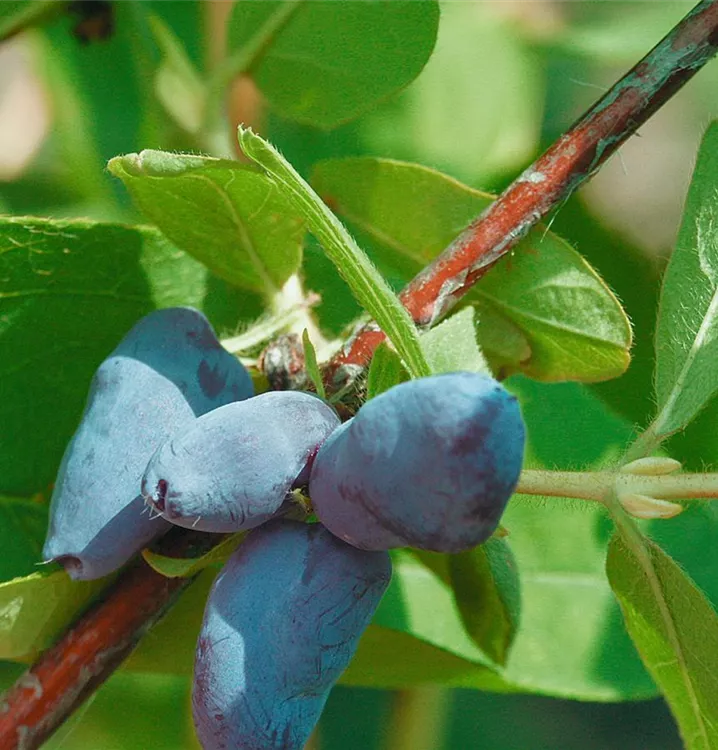 Blaue Heckenkirsche 'Fialka'