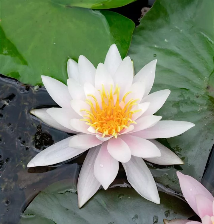 Garten-Seerose 'Marliacea Carnea'