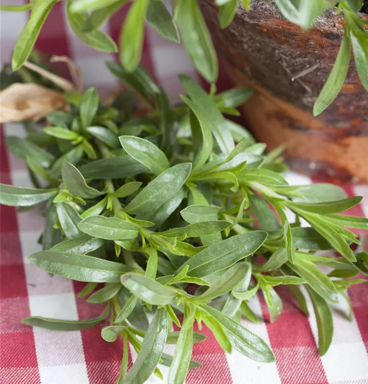 Sommer-Bohnenkraut