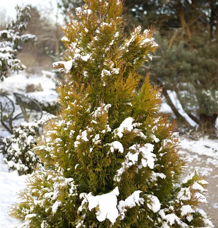 Großer Lebensbaum '4ever' GOLDY®(s)