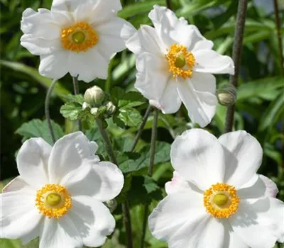 Garten-Herbst-Anemone