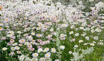 Zum Vergrößern klicken Bildvorschau