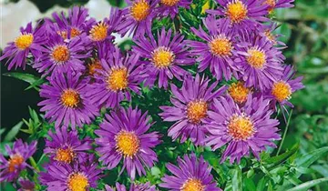 Zum Vergrößern klicken Bildvorschau