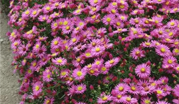 Zum Vergrößern klicken Bildvorschau