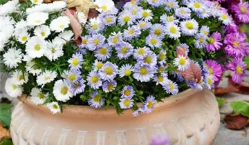 Zum Vergrößern klicken Bildvorschau