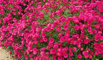 Zum Vergrößern klicken Bildvorschau