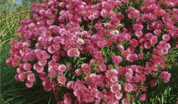 Zum Vergrößern klicken Bildvorschau