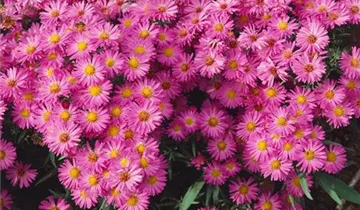 Zum Vergrößern klicken Bildvorschau