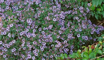 Zum Vergrößern klicken Bildvorschau