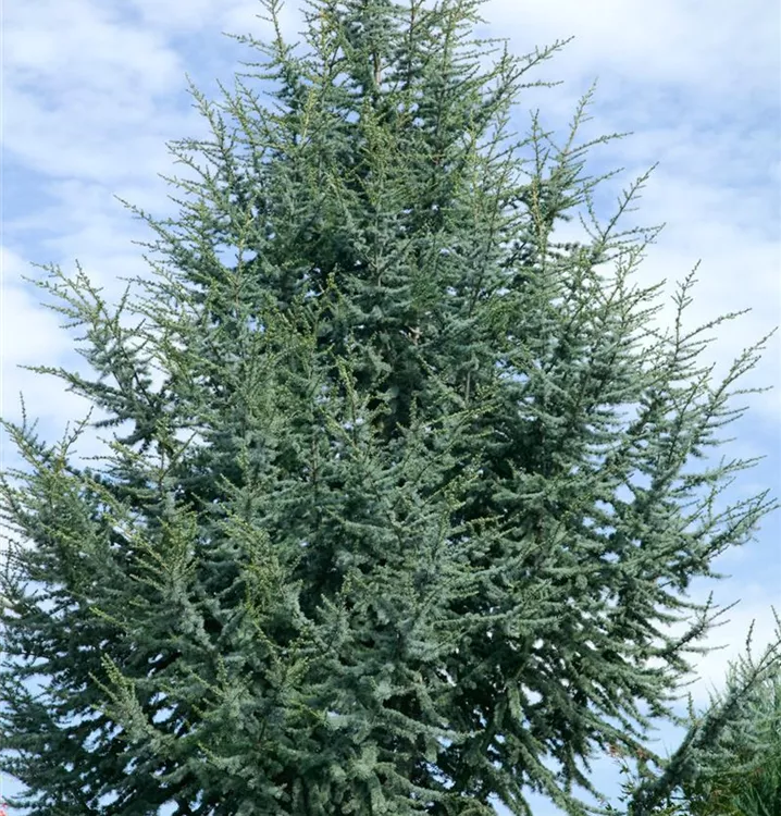 Blaue Atlaszeder 'Glauca'