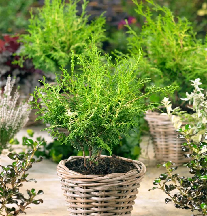 Hinoki-Scheinzypresse 'Lucas'