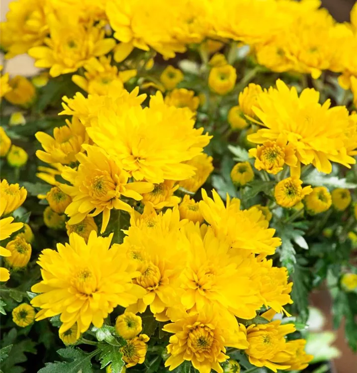 Chrysantheme