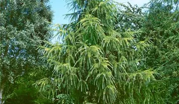 Zum Vergrößern klicken Bildvorschau