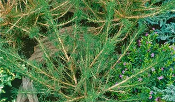 Zum Vergrößern klicken Bildvorschau