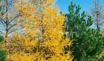 Zum Vergrößern klicken Bildvorschau