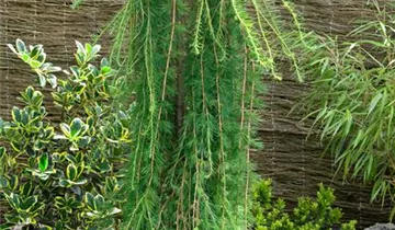 Zum Vergrößern klicken Bildvorschau