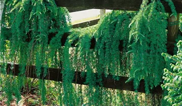 Zum Vergrößern klicken Bildvorschau