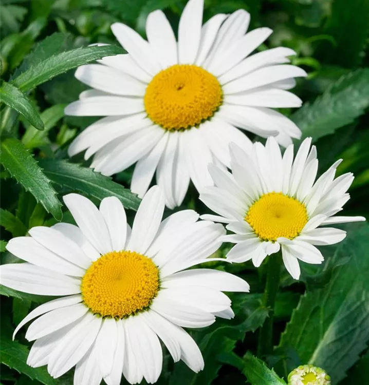 Großblumige Garten-Margerite