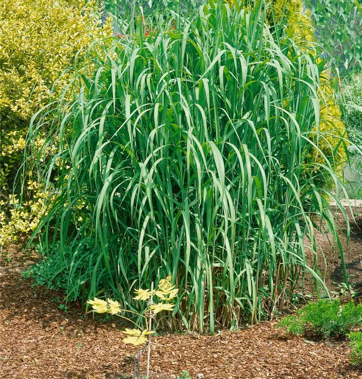 Hohes Garten-Chinaschilf 'Aksel Olsen'