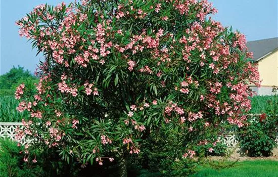 Oleander, Stamm Oleander, Stamm