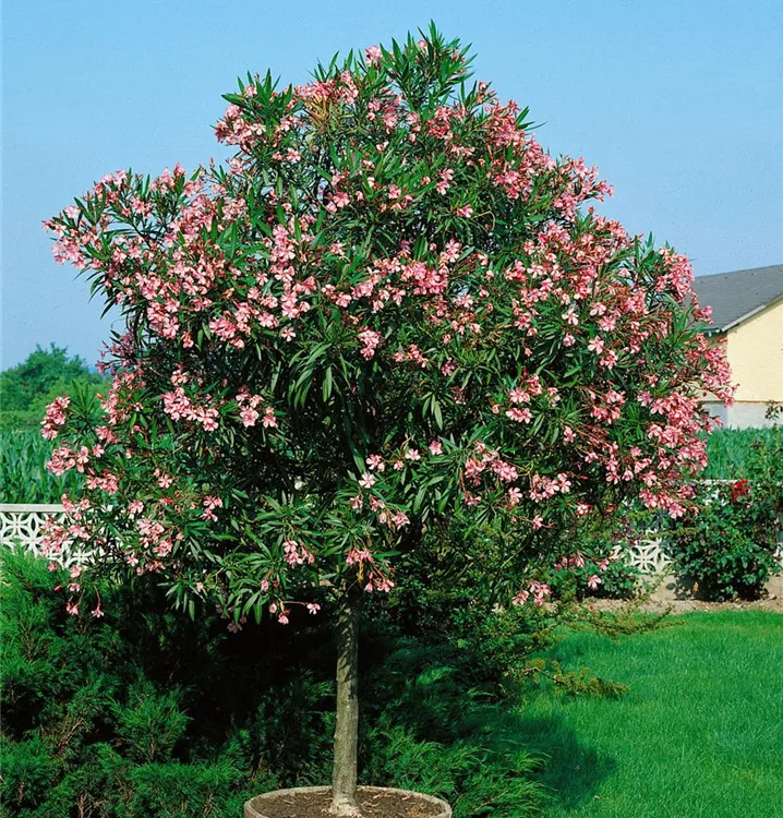 Oleander, Stamm Oleander, Stamm