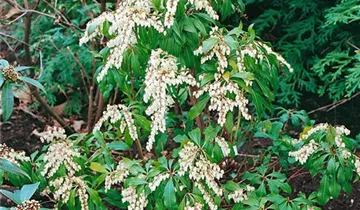 Zum Vergrößern klicken Bildvorschau