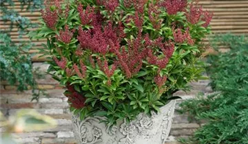 Zum Vergrößern klicken Bildvorschau