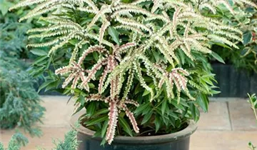 Zum Vergrößern klicken Bildvorschau