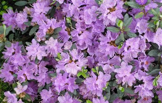 Kleinblättriger Rhododendron 'Ramapo'